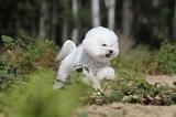 BICHON FRISE 353